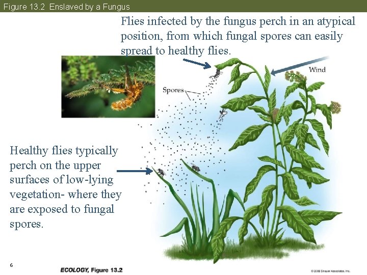 Figure 13. 2 Enslaved by a Fungus Flies infected by the fungus perch in