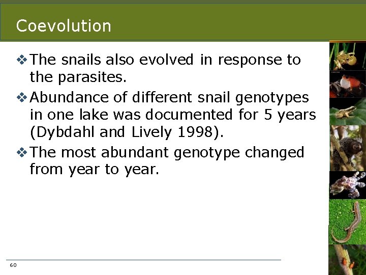 Coevolution v The snails also evolved in response to the parasites. v Abundance of