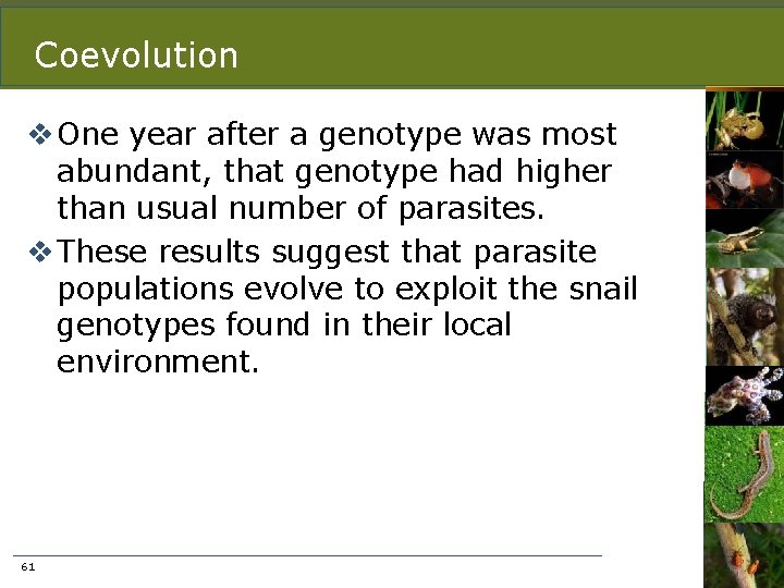 Coevolution v One year after a genotype was most abundant, that genotype had higher