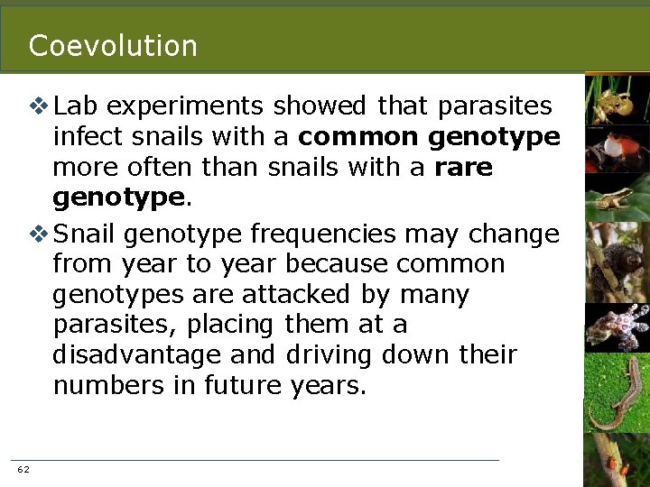 Coevolution v Lab experiments showed that parasites infect snails with a common genotype more