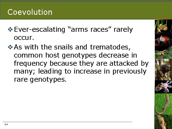 Coevolution v Ever-escalating “arms races” rarely occur. v As with the snails and trematodes,