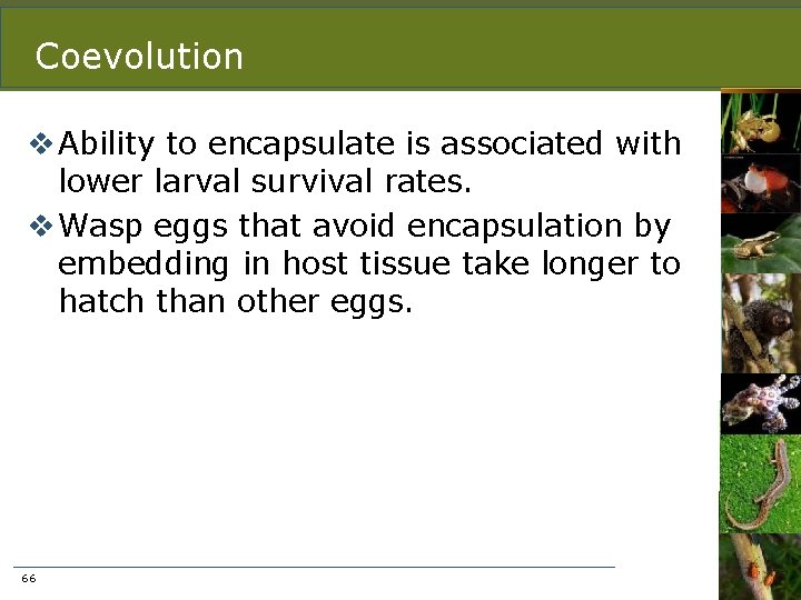 Coevolution v Ability to encapsulate is associated with lower larval survival rates. v Wasp