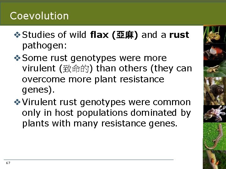Coevolution v Studies of wild flax (亞麻) and a rust pathogen: v Some rust