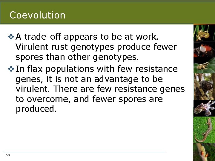 Coevolution v A trade-off appears to be at work. Virulent rust genotypes produce fewer