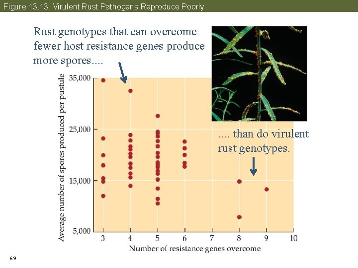 Figure 13. 13 Virulent Rust Pathogens Reproduce Poorly Rust genotypes that can overcome fewer