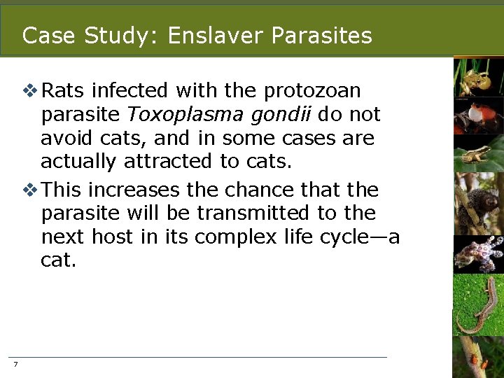Case Study: Enslaver Parasites v Rats infected with the protozoan parasite Toxoplasma gondii do