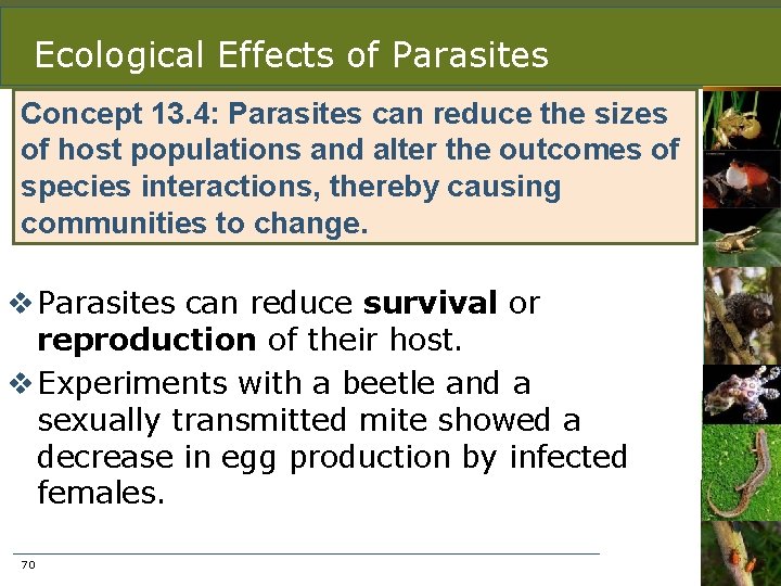 Ecological Effects of Parasites Concept 13. 4: Parasites can reduce the sizes of host