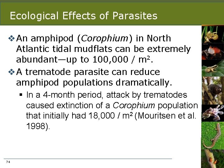 Ecological Effects of Parasites v An amphipod (Corophium) in North Atlantic tidal mudflats can