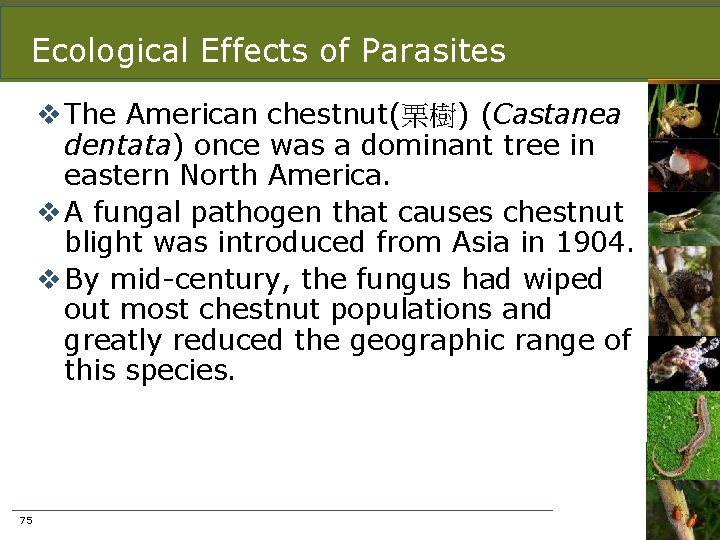 Ecological Effects of Parasites v The American chestnut(栗樹) (Castanea dentata) once was a dominant