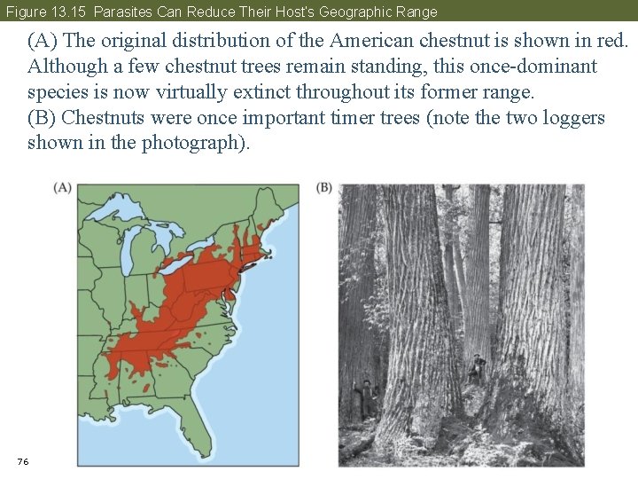 Figure 13. 15 Parasites Can Reduce Their Host’s Geographic Range (A) The original distribution