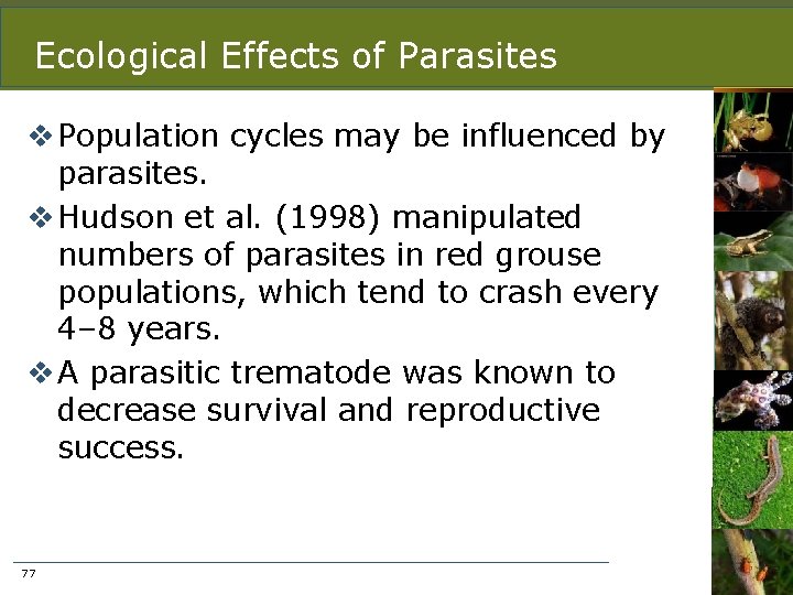 Ecological Effects of Parasites v Population cycles may be influenced by parasites. v Hudson
