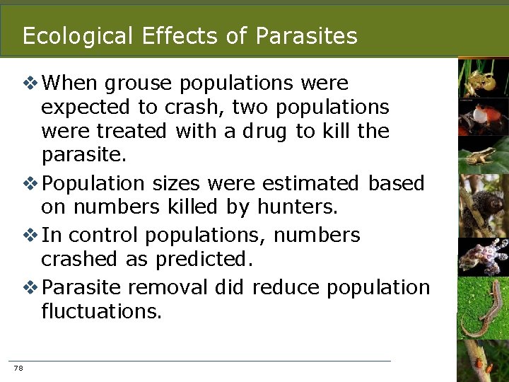 Ecological Effects of Parasites v When grouse populations were expected to crash, two populations