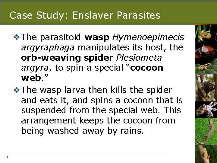 Case Study: Enslaver Parasites v The parasitoid wasp Hymenoepimecis argyraphaga manipulates its host, the