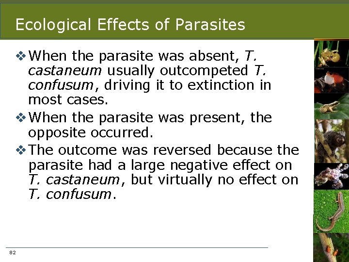 Ecological Effects of Parasites v When the parasite was absent, T. castaneum usually outcompeted