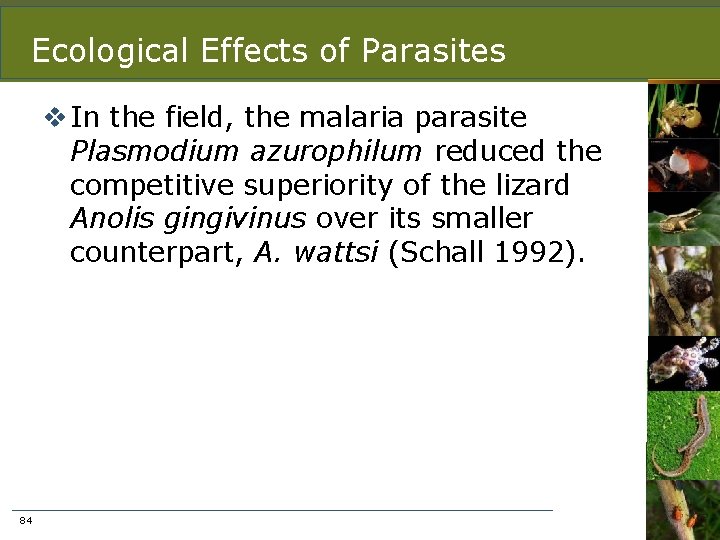 Ecological Effects of Parasites v In the field, the malaria parasite Plasmodium azurophilum reduced