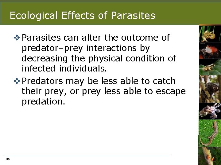 Ecological Effects of Parasites v Parasites can alter the outcome of predator–prey interactions by