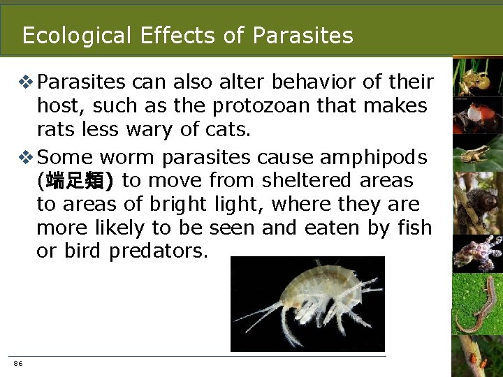 Ecological Effects of Parasites v Parasites can also alter behavior of their host, such