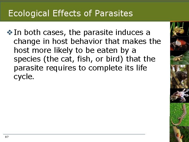Ecological Effects of Parasites v In both cases, the parasite induces a change in