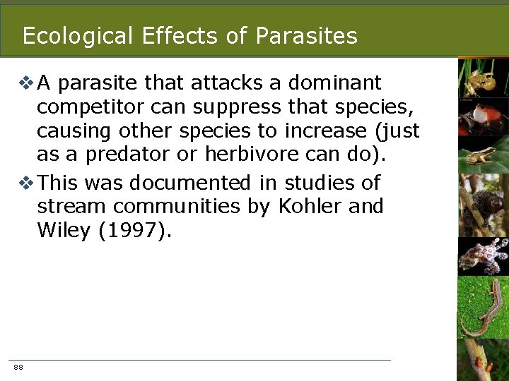 Ecological Effects of Parasites v A parasite that attacks a dominant competitor can suppress