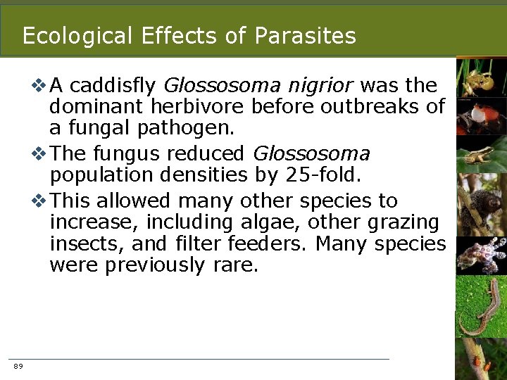 Ecological Effects of Parasites v A caddisfly Glossosoma nigrior was the dominant herbivore before