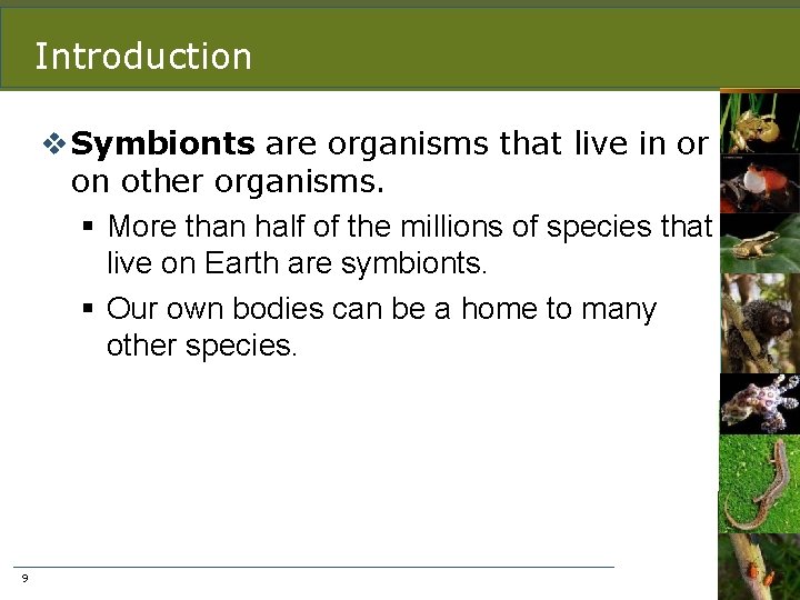 Introduction v Symbionts are organisms that live in or on other organisms. § More
