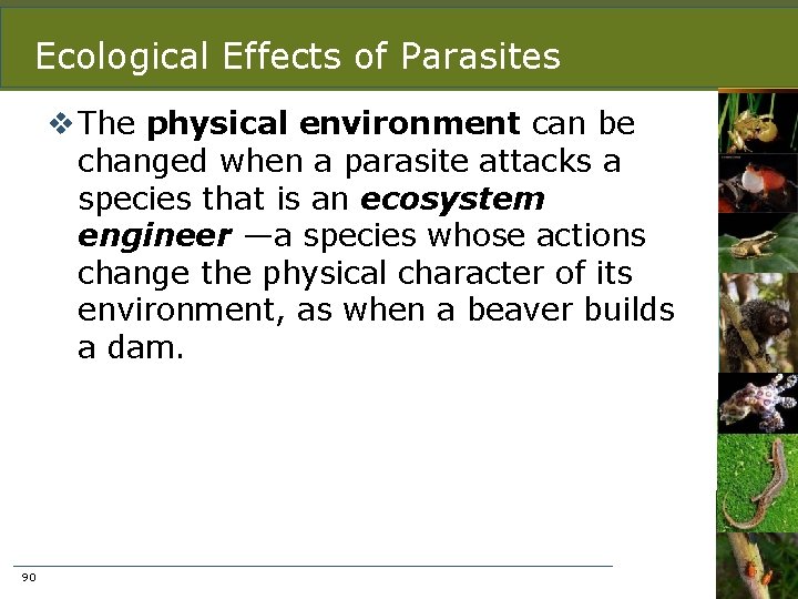Ecological Effects of Parasites v The physical environment can be changed when a parasite