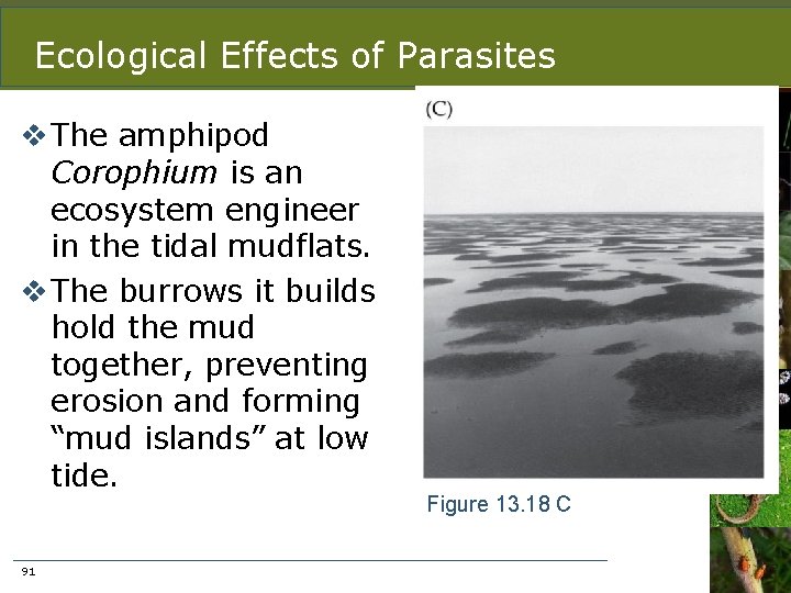 Ecological Effects of Parasites v The amphipod Corophium is an ecosystem engineer in the