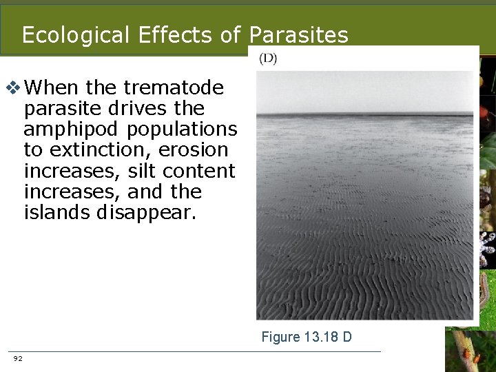 Ecological Effects of Parasites v When the trematode parasite drives the amphipod populations to