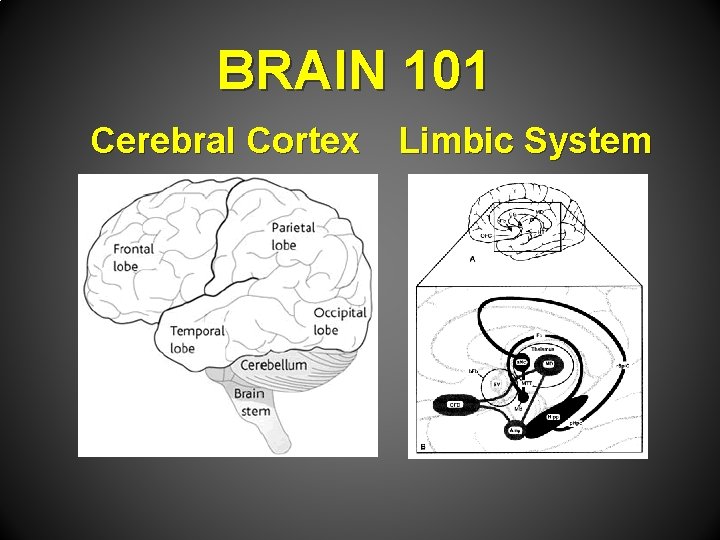 BRAIN 101 Cerebral Cortex Limbic System 