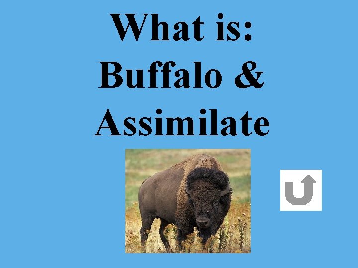 What is: Buffalo & Assimilate 