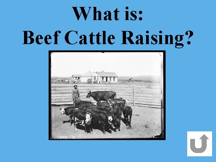 What is: Beef Cattle Raising? 