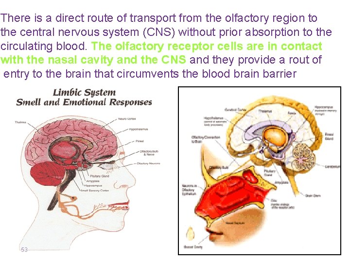 There is a direct route of transport from the olfactory region to the central