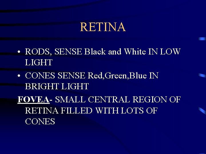 RETINA • RODS, SENSE Black and White IN LOW LIGHT • CONES SENSE Red,