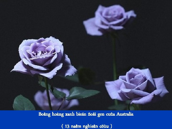 Boâng hoàng xanh bieán ñoåi gen cuûa Australia ( 13 naêm nghieân cöùu )