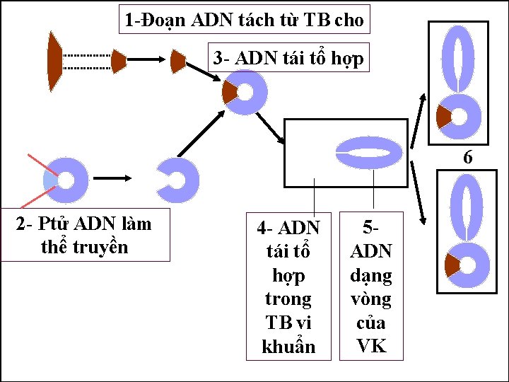 1 -Đoạn ADN tách từ TB cho 3 - ADN tái tổ hợp 6
