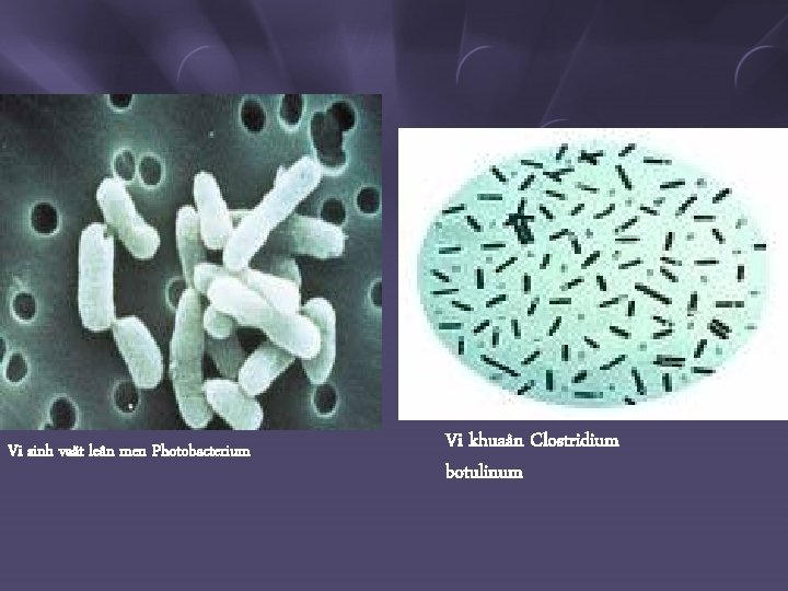 Vi sinh vaät leân men Photobacterium Vi khuaån Clostridium botulinum 