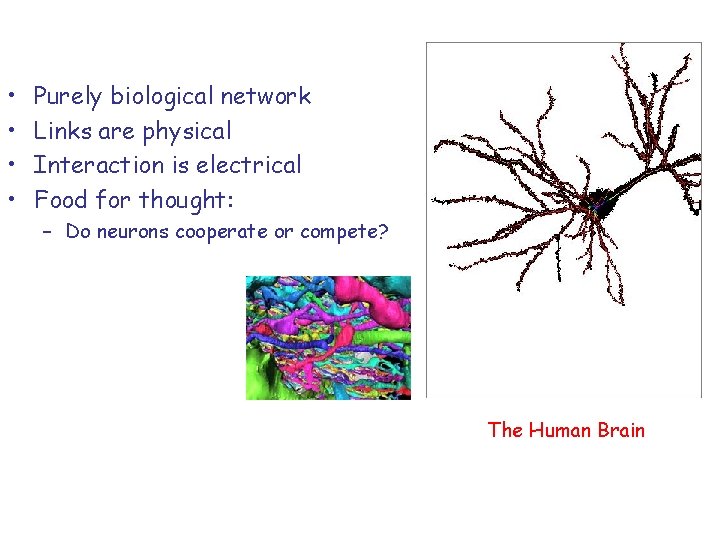  • • Purely biological network Links are physical Interaction is electrical Food for