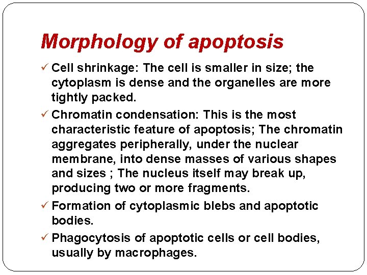 Morphology of apoptosis ü Cell shrinkage: The cell is smaller in size; the cytoplasm Morphology of apoptosis ü Cell shrinkage: The cell is smaller in size; the cytoplasm
