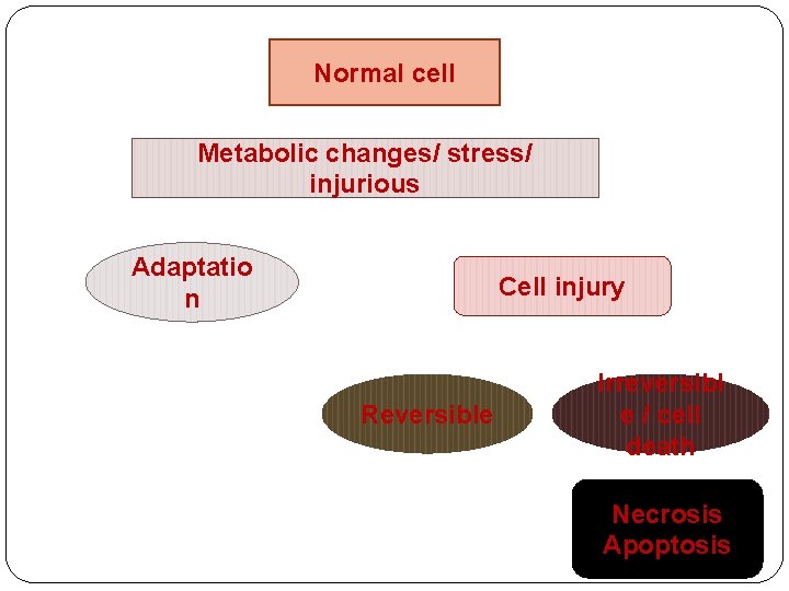 Normal cell Metabolic changes/ stress/ injurious Adaptatio n Cell injury Reversible Irreversibl e / Normal cell Metabolic changes/ stress/ injurious Adaptatio n Cell injury Reversible Irreversibl e /