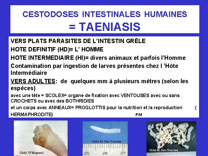 CESTODOSES INTESTINALES HUMAINES = TAENIASIS VERS PLATS PARASITES DE L’INTESTIN GRÊLE HOTE DEFINITIF (HD)=