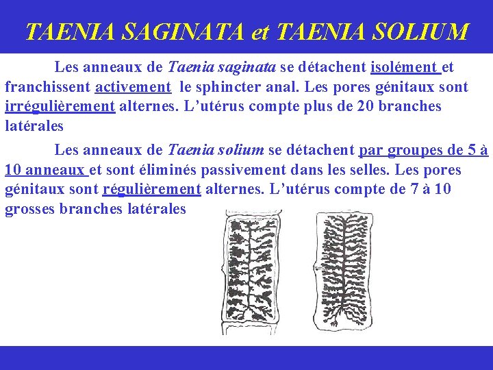 TAENIA SAGINATA et TAENIA SOLIUM Les anneaux de Taenia saginata se détachent isolément et