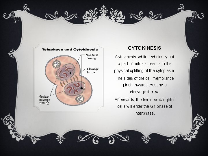 CYTOKINESIS Cytokinesis, while technically not a part of mitosis, results in the physical splitting