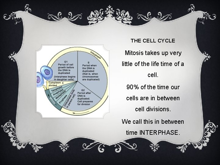 THE CELL CYCLE Mitosis takes up very little of the life time of a