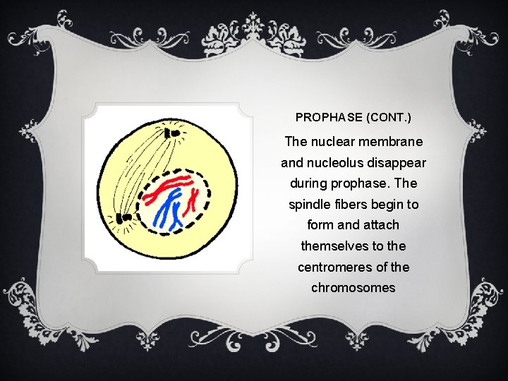 PROPHASE (CONT. ) The nuclear membrane and nucleolus disappear during prophase. The spindle fibers