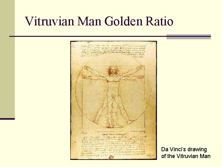 Vitruvian Man Golden Ratio Da Vinci’s drawing of the Vitruvian Man Vitruvian Man Golden Ratio Da Vinci’s drawing of the Vitruvian Man