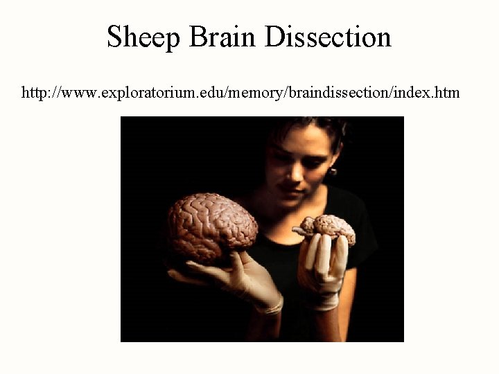 Sheep Brain Dissection http: //www. exploratorium. edu/memory/braindissection/index. htm 