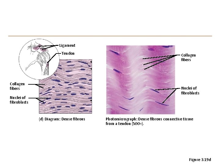 Ligament Tendon Collagen fibers Nuclei of fibroblasts (d) Diagram: Dense fibrous Photomicrograph: Dense fibrous
