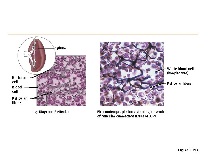 Spleen White blood cell (lymphocyte) Reticular cell Blood cell Reticular fibers (g) Diagram: Reticular