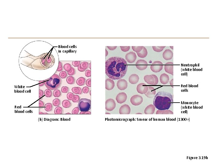 Blood cells in capillary Neutrophil (white blood cell) White blood cell Red blood cells