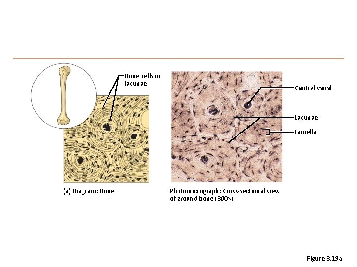 Bone cells in lacunae Central canal Lacunae Lamella (a) Diagram: Bone Photomicrograph: Cross-sectional view